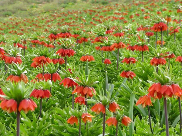 گیاهان بومی ایران هایکو