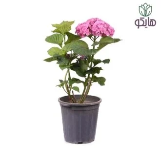 هورتانسیا (Hydrangea): نگهداری، پرورش و انواع آن