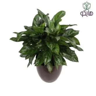 آگلونما سبز