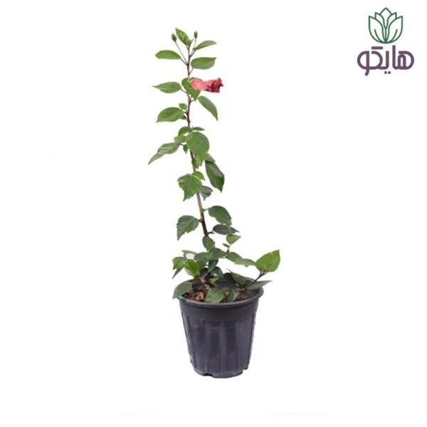 ختمی هلندی - Image 1