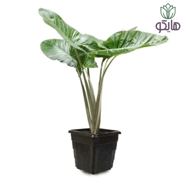 بابا آدم - Image 1