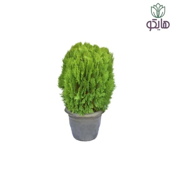 کامیس توپی هایکو