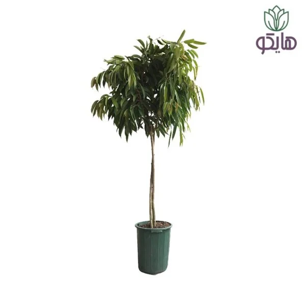 بنجامین آمستل کینگ - Image 1