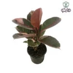 فیکوس شرابی الاستیکا بازار گل و گیاه هایکو