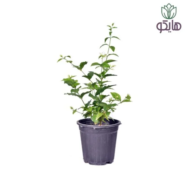 یاس رازقی - Image 1