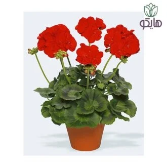 شمعدانی هلندی