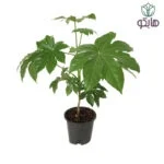 آرالیا - Image 2
