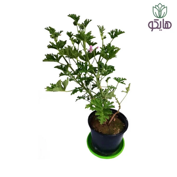عطر چای - Image 1