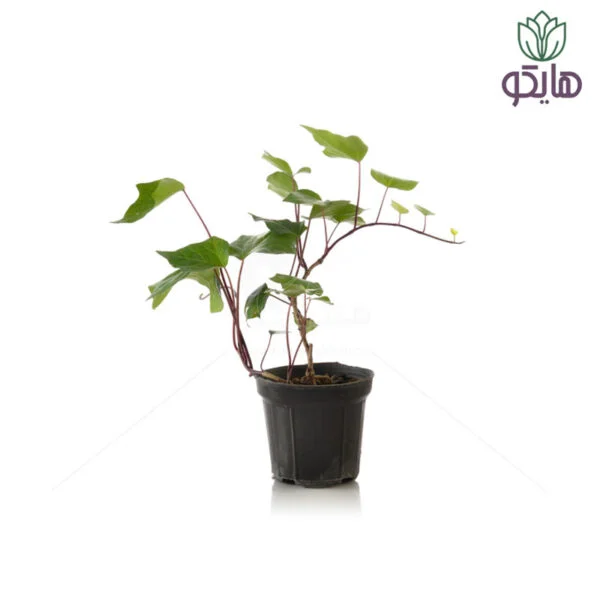 هدرا - Image 1