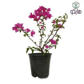 گل کاغذی