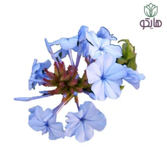 یاس آبی هایکو