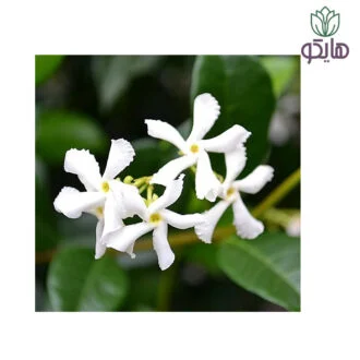 یاس جاسمین ستاره ایی هایکو