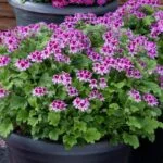 شمدانی عطری بازار گل و گیاه هایکو