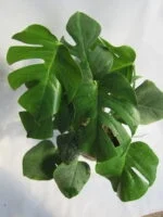 برگ انجیری تخت - Image 3