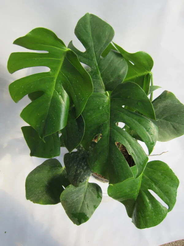 برگ انجیری تخت - Image 3