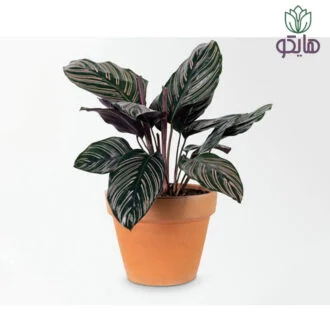 مارانتا بازار گل و گیاه هایکو