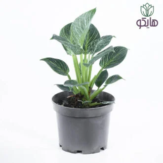 فیلودندرون برکین