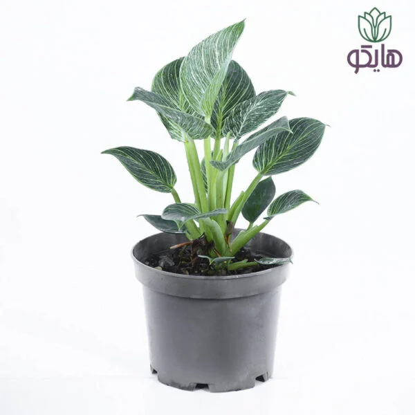 فیلودندرون برکین