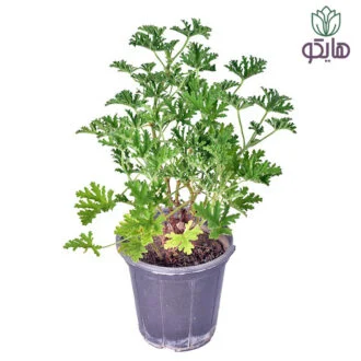 شمدانی عطری بازار گل و گیاه هایکو