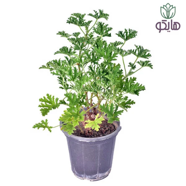 شمدانی عطری بازار گل و گیاه هایکو