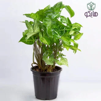 سینگونیوم