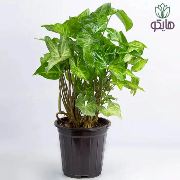 سینگونیوم
