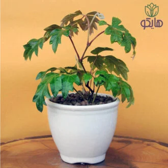 سیسوس بازار گل و گیاه هایکو