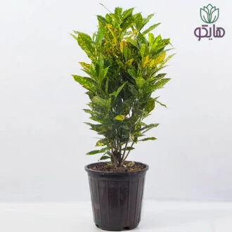 آکوبا بازار گل و گیاه هایکو
