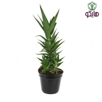 آلوئه شاخ بزی