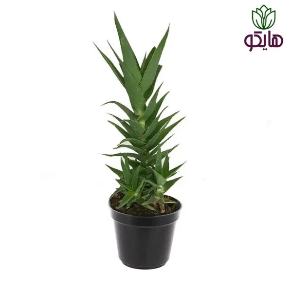 آلوئه شاخ بزی