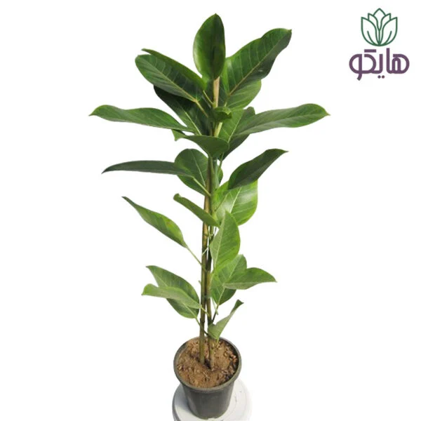 فیکوس آلتیسیما