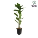 فیکوس آلتیسیما