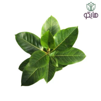 فیکوس آلتیسیما