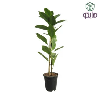 فیکوس آلتیسیما