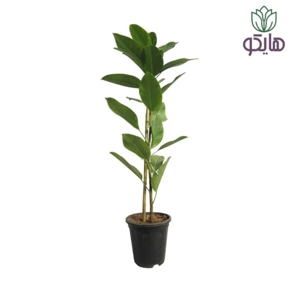 فیکوس آلتیسیما