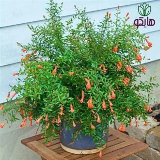 انار زینتی