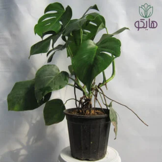برگ انجیری تخت سطل 4
