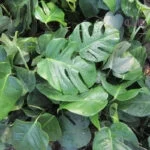 برگ انجیری تخت سطل 4