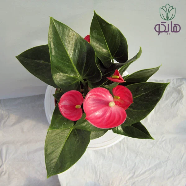 آنتوریوم - Image 3
