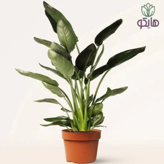 پرنده بهشتی