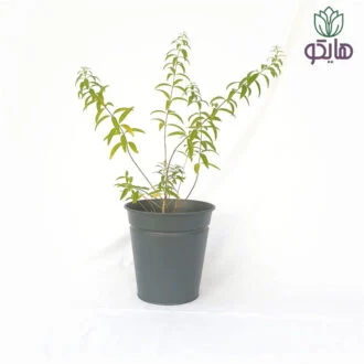 به لیمو بازار گل و گیاه هایکو