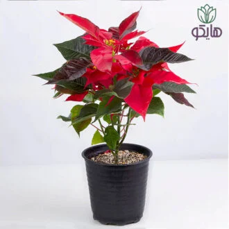 بنت قنسول بازار گل و گیاه هایکو