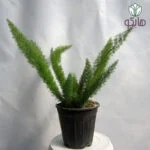 سرخس دم روباهی