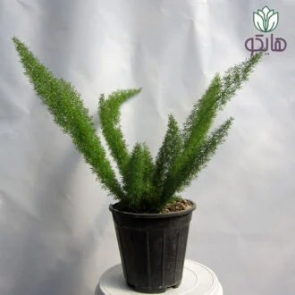 سرخس دم روباهی