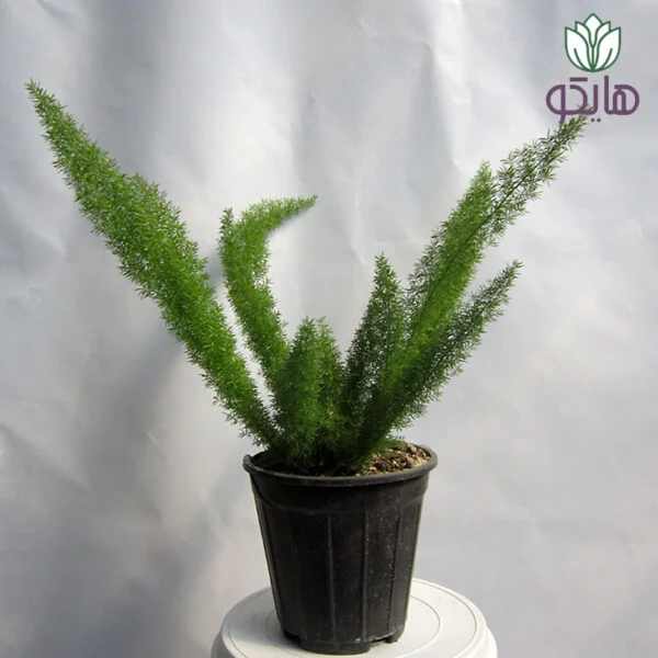 سرخس دم روباهی
