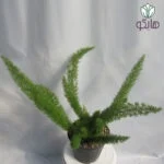 سرخس دم روباهی