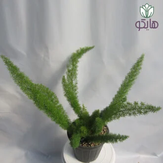 سرخس دم روباهی