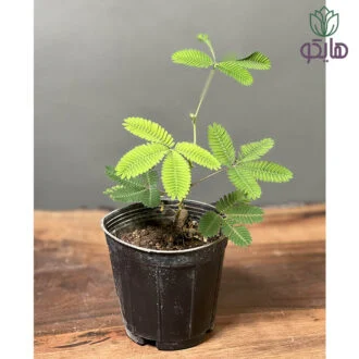 قهر و آشتی بازار گل و گیاه هایکو