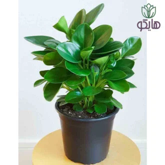 قاشقی بازار گل و گیاه هایکو