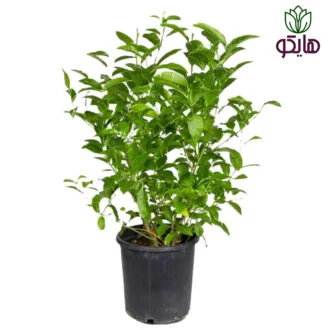 محبوبه شب بازار گل و گیاه هایکو